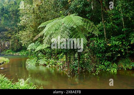 Landschaft des Flusses von den Millaa Millaa Falls mit Rough Tree Farn (Cyathea australis) in einem Regenwald im Frühjahr, Queensland, Australien, Ozeanien Stockfoto