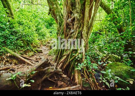 Landschaft des Regenwaldes am Lulumahu Trail zu den Lulumahu Falls, Honolulu Watershed Forest Reserve, Hawaiian Island Oahu, O?ahu, Hawaii, Aloha Sta Stockfoto