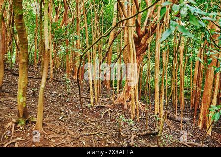 Landschaft des Regenwaldes am Lulumahu Trail zu den Lulumahu Falls, Honolulu Watershed Forest Reserve, Hawaiian Island Oahu, O?ahu, Hawaii, Aloha Sta Stockfoto