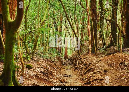 Landschaft des Regenwaldes am Lulumahu Trail zu den Lulumahu Falls, Honolulu Watershed Forest Reserve, Hawaiian Island Oahu, O?ahu, Hawaii, Aloha Sta Stockfoto