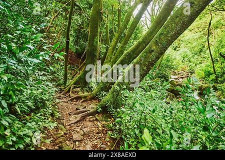 Landschaft des Regenwaldes am Lulumahu Trail zu den Lulumahu Falls, Honolulu Watershed Forest Reserve, Hawaiian Island Oahu, O?ahu, Hawaii, Aloha Sta Stockfoto