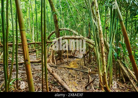 Landschaft des Regenwaldes am Lulumahu Trail zu den Lulumahu Falls, Honolulu Watershed Forest Reserve, Hawaiian Island Oahu, O?ahu, Hawaii, Aloha Sta Stockfoto