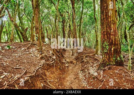 Landschaft des Regenwaldes am Lulumahu Trail zu den Lulumahu Falls, Honolulu Watershed Forest Reserve, Hawaiian Island Oahu, O?ahu, Hawaii, Aloha Sta Stockfoto