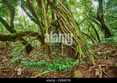 Landschaft des Regenwaldes am Lulumahu Trail zu den Lulumahu Falls, Honolulu Watershed Forest Reserve, Hawaiian Island Oahu, O?ahu, Hawaii, Aloha Sta Stockfoto