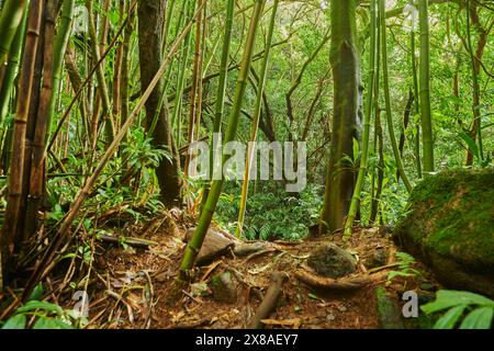 Landschaft des Regenwaldes am Lulumahu Trail zu den Lulumahu Falls, Honolulu Watershed Forest Reserve, Hawaiian Island Oahu, O?ahu, Hawaii, Aloha Sta Stockfoto