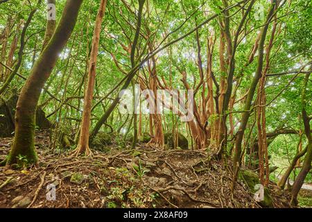 Landschaft des Regenwaldes am Lulumahu Trail zu den Lulumahu Falls, Honolulu Watershed Forest Reserve, Hawaiian Island Oahu, O?ahu, Hawaii, Aloha Sta Stockfoto