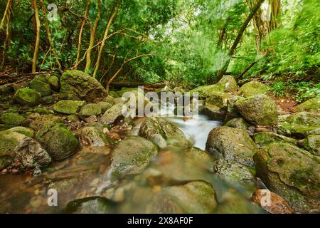 Landschaft eines Baches in einem Regenwald am Lulumahu Trail zu den Lulumahu Falls, Honolulu Watershed Forest Reserve, Hawaiian Island Oahu, O?ahu, Haw Stockfoto