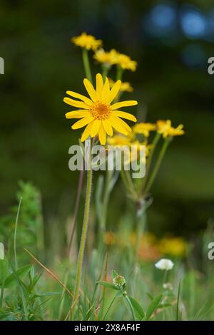 XDClose-up einer Bergarnika (Arnica montana) in den alpen im Sommer Stockfoto