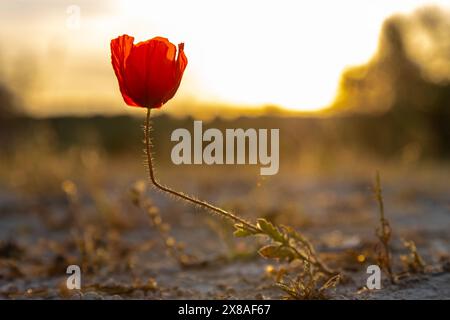 Eine einsame rote Mohnblume in einem Olivenbaumfeld während des Sonnenuntergangs in der Region Madrid Stockfoto