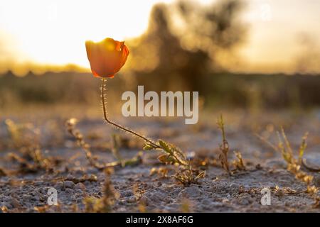 Eine einsame rote Mohnblume in einem Olivenbaumfeld während des Sonnenuntergangs in der Region Madrid Stockfoto