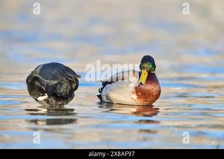 Stockenten (Anas platyrhynchos) männlich und eurasischer Huhn (Fulica atra) auf einem See, Bayern, Deutschland, Europa Stockfoto