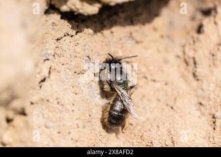 Schwarzbiene (Lasioglossum calceatum), Emsland, Niedersachsen, Deutschland, Europa Stockfoto