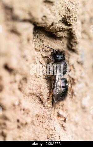 Schwarzbiene (Lasioglossum calceatum), Emsland, Niedersachsen, Deutschland, Europa Stockfoto