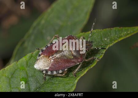 Ein haariger Schildkäfer (Dolycoris baccarum), der auf einem Blatt sitzt, Baden-Württemberg, Deutschland, Europa Stockfoto