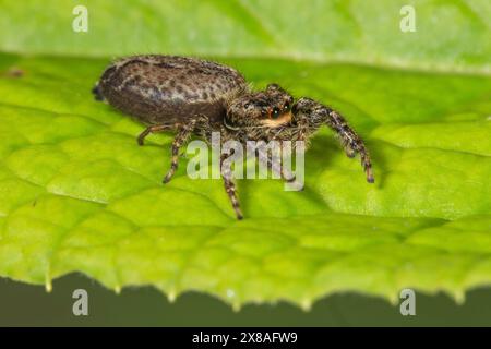 Eine Springspinne (Marpissa muscosa), die auf einem grünen Blatt lauert, Baden-Württemberg, Deutschland, Europa Stockfoto
