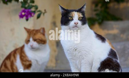 Schwarz-weiße Katze sitzend, orange-weiße Katze im Hintergrund, beide auf Steintreppen, lila Blume und Pflanzen, Katzen, Altstadt von Rhodos, Stadt Rhodos Stockfoto