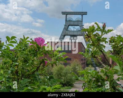 Ein gewundener Turm und ein Backsteingebäude hinter grünen Blättern und rosa Blüten unter teilweise bewölktem Himmel, Bergbauturm einer stillgelegten Zeche im Grünen Stockfoto