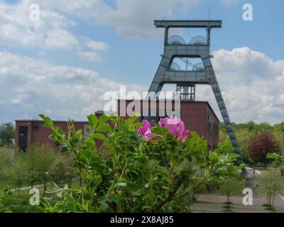 Ein gewundener Turm und ein Backsteingebäude hinter grünen Blättern und rosa Blüten unter bewölktem Himmel, Bergbauturm einer stillgelegten Zeche im grünen Ruhrgebiet Stockfoto