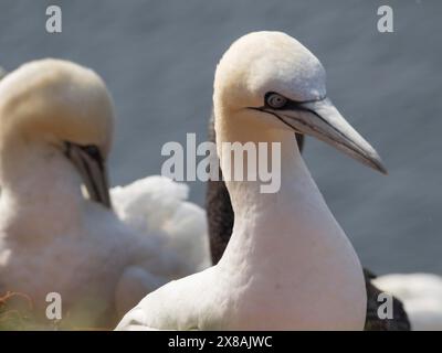 Drei Seevögel in der Nähe eines Gewässers, der Fokus liegt auf einem Vogel mit weißem Gefieder und blauem Augenring, viele Tölpel auf einem Felsen in der Nordsee im Sommer, M Stockfoto