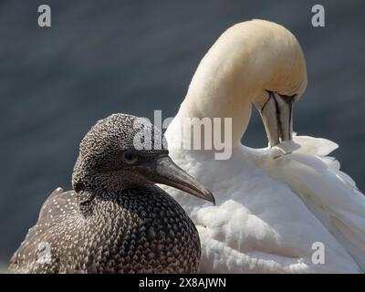 Zwei Vögel, einer mit weißem und einer mit grauem Gefieder, stehen dicht beieinander und brüten vor einer Wasseroberfläche, viele Tölpel auf einem Felsen hinein Stockfoto