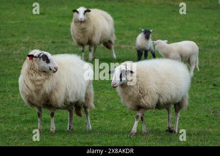 Vier Schafe und zwei Lämmer stehen und weiden auf einer grünen Wiese an einem friedlichen Tag, Schafe mit kleinen Lämmern auf einer grünen Wiese, Borke, deutschland Stockfoto