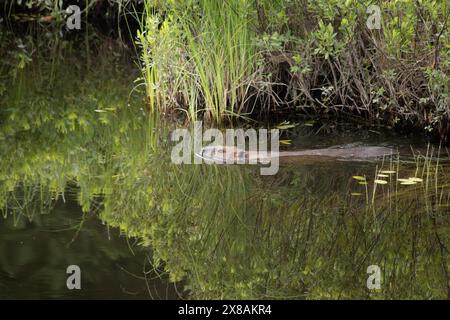 Biber schwimmen in einem Teich, der von links nach rechts schwimmt Stockfoto