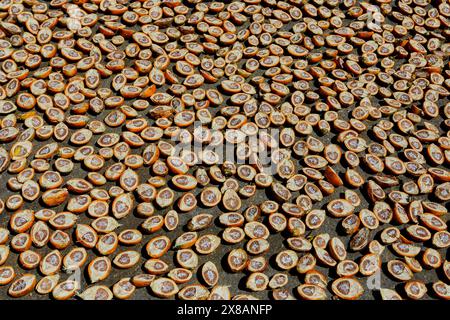 Vollformataufnahme reifer Betelnüsse oder Areca-Nüsse bei Sonnentrocknung Stockfoto