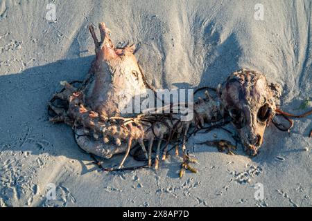 Das Skelett eines toten Schafes, das am Strand liegt. Stockfoto