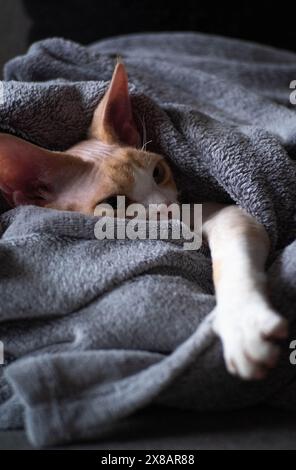 Der junge Devon Rex ruht mit grauer Decke Stockfoto