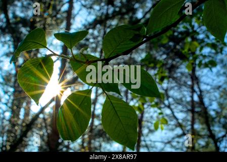 Nahaufnahme von grünen Blättern auf einem Zweig mit Sonnenlicht, das durchströmt, wodurch ein Sonnenstrahl-Effekt in einer friedlichen Waldumgebung entsteht. Stockfoto