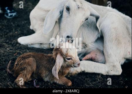 Weiße Ziege, die ihr neugeborenes Kind sanft in einem Bauernhof kuschelt Stockfoto