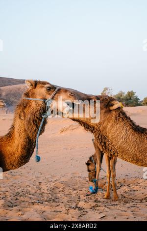 Zwei Dromedare streiten in der Wüste. Stockfoto