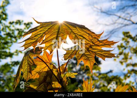 Nahaufnahme eines Ahornblattes, das von der Sonne beleuchtet wird und seine komplexen Adern und goldenen Farbtöne vor dem Hintergrund eines klaren Himmels und des umgebenden greene hervorhebt Stockfoto