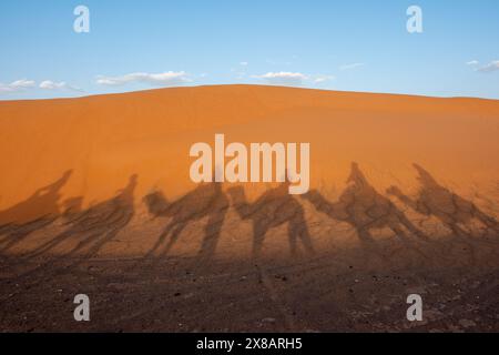 Die Schatten von Menschen, die bei Sonnenuntergang in der Wüste auf Kamelen reiten. Stockfoto