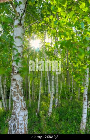 Sonnenlicht durchbricht das dichte Laub und die hohen Birken in einem lebendigen grünen Wald und schafft eine friedliche und ruhige Atmosphäre an einem Sommermorgen Stockfoto