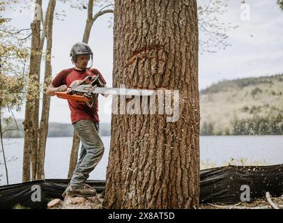 Der Logger verwendet eine Kettensäge, um den Baum einzukerben, bevor er ihn abschneidet, Maine Stockfoto