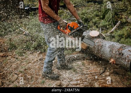 Die Motorsäge wirft beim Schneiden des Baumstamms Sägemehl Stockfoto