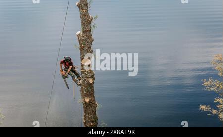 Holzkohle mit Kettensäge, die am Baumstamm über Wasser hängt Stockfoto