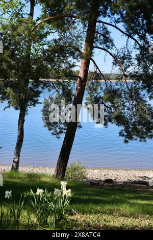 Bäume am Meer in Kuusisaari, Helsinki, Finnland Stockfoto