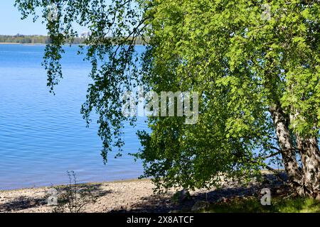 Bäume am Meer in Kuusisaari, Helsinki, Finnland Stockfoto