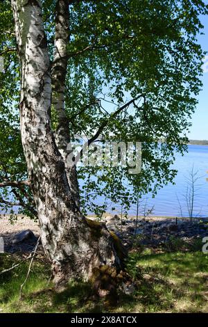 Bäume am Meer in Kuusisaari, Helsinki, Finnland Stockfoto