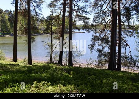 Bäume am Meer in Kuusisaari, Helsinki, Finnland Stockfoto