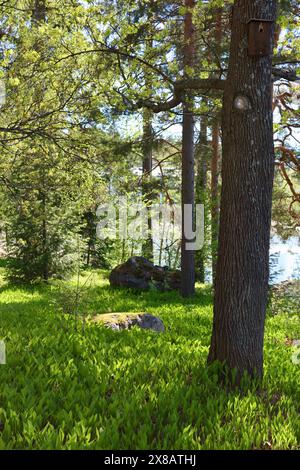 Bäume am Meer in Kuusisaari, Helsinki, Finnland Stockfoto