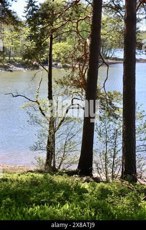 Bäume am Meer in Kuusisaari, Helsinki, Finnland Stockfoto