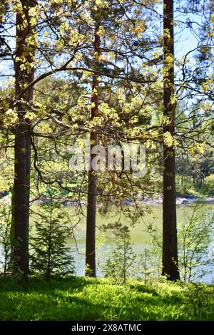 Bäume am Meer in Kuusisaari, Helsinki, Finnland Stockfoto