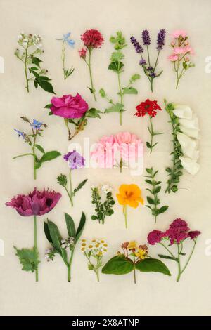 Große Sammlung englischer Sommerblumen, Kräuter und Wildblumen. Verwendung in natürlichen alternativen pflanzlichen Heilmitteln. Auf Hanfpapierhintergrund. Stockfoto