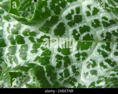 Nahaufnahme der Blätter der Mariendistel (Silybum marianum, gesegnete Mariendistel) Stockfoto