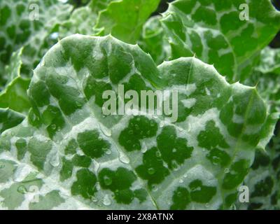 Nahaufnahme der Blätter der Mariendistel (Silybum marianum, gesegnete Mariendistel) Stockfoto