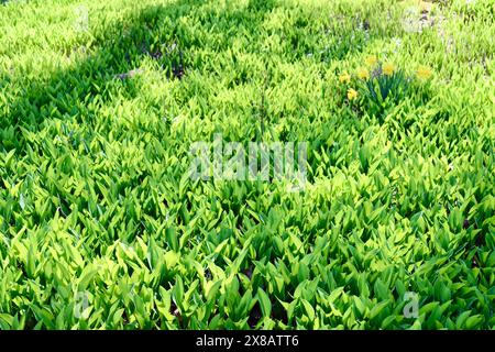 Grünes Lilienfeld im Frühling vor der Blüte im Kuusisaari Park, Helsinki, Finnland Stockfoto