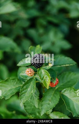 Drei Brombeeren auf einer Rebe im Sommer, eine bei Spitzenreife Stockfoto